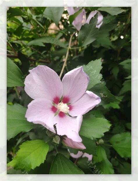 木槿 花